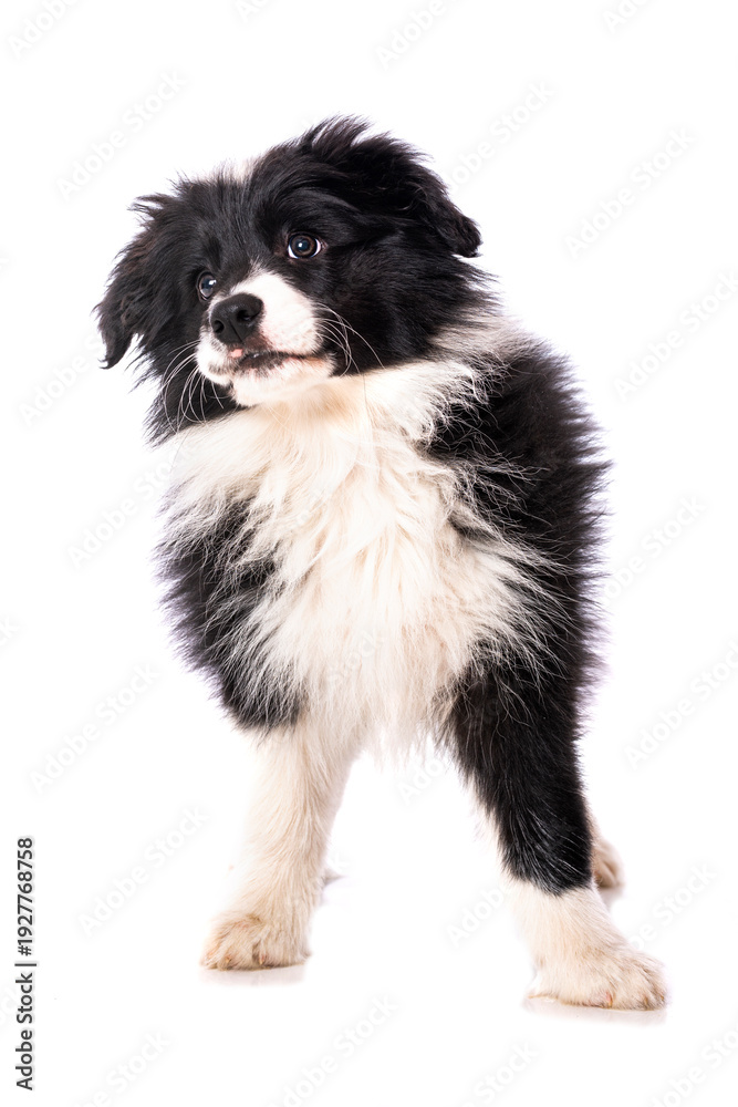 Fototapeta premium Border Collie Welpe steht isoliert auf weißem Grund und sieht nach oben