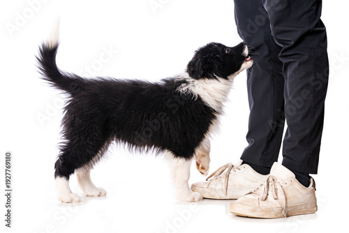 Border Collie Welpe zwickt Besitzer ins Bein