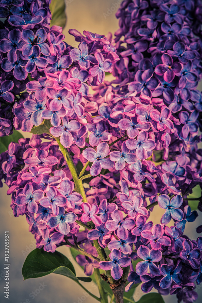 Fototapeta premium Syringa vulgaris, the lilac or common lilac, is a species of flowering plant in the olive family, Oleaceae.