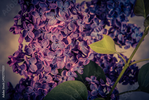Vászonkép Syringa vulgaris, the lilac or common lilac, is a species of flowering plant in the olive family, Oleaceae