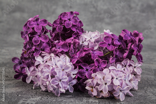 Syringa vulgaris, the lilac or common lilac, is a species of flowering plant in the olive family, Oleaceae.