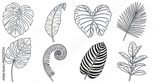 Collection of tropical leaves illustrations in hand drawn style.