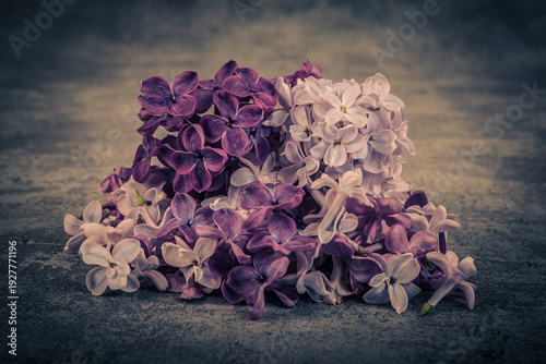 Fotografie Syringa vulgaris, the lilac or common lilac, is a species of flowering plant in the olive family, Oleaceae
