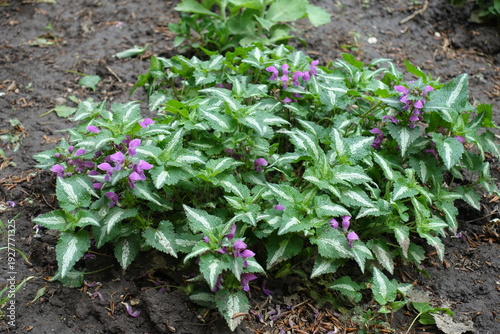 Striped leaves and pink flowers of Lamium maculatum roseum in mid May