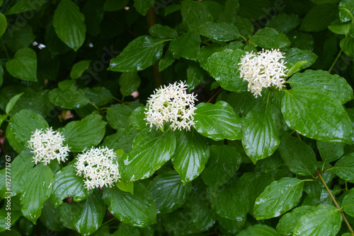 Four white inflorescences of common dogwood in June
