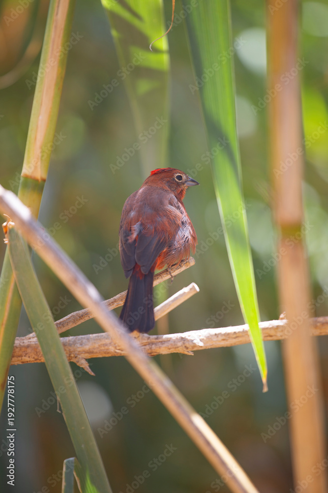 Fototapeta premium Red-crested finch bird perched on a branch among green leaves with copy space