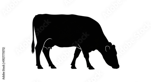 Black Cow Silhouette Isolated White.