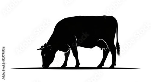 Black Cow Silhouette Grazing Peacefully.