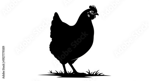 Black Chicken Silhouette Standing Alone.