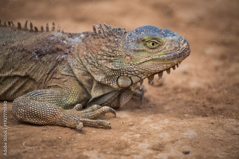 Fototapeta premium Green iguana lizard profile on ground with copy space on blurred background