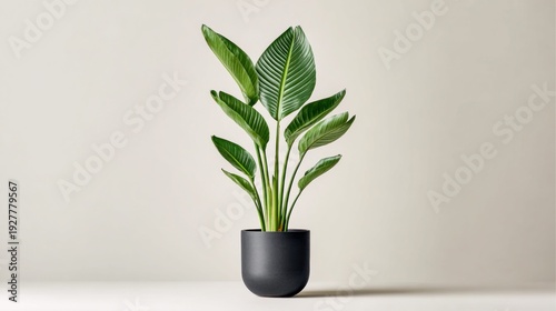 Elegant Bird of Paradise plant in a modern black pot against a neutral background