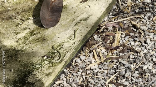 small snake on the ground.