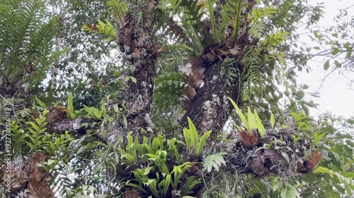  fern is growing on the tree.