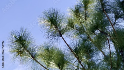Pine trees in summer