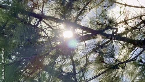 Pine trees in summer