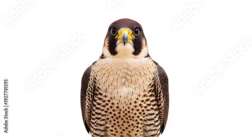 Εκτύπωση καμβά Isolated Peregrine Falcon looking straight ahead, a majestic bird of prey with i