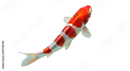 Foto Isolated Koi fish with red and white markings swimming horizontally on a blank b