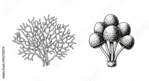 Vintage illustration of coral and mushrooms