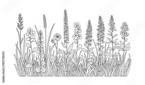Black and white illustration of various wildflowers and grasses