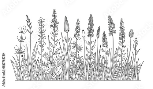 Black and white illustration of various wildflowers and grasses on a plain background