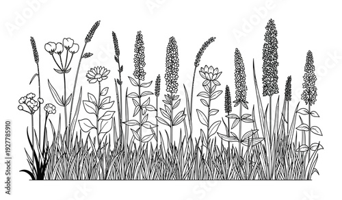 Black and white illustration of various wildflowers and grasses on a plain with detailed floral elements