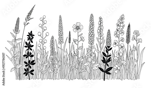 Black and white illustration of various wildflowers and grasses