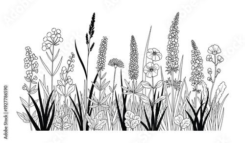 Black and white illustration of various wildflowers and grasses on isolated with detailed floral elements