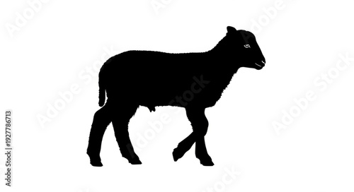 Black Sheep Silhouette Walking Alone.