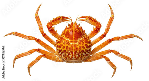 фотографія Isolated bright colorful orange Spiny Spider Crab, crustacean with legs, claws,