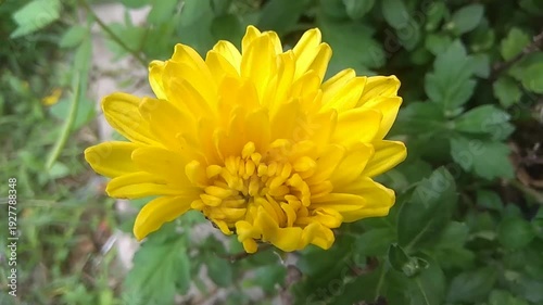 yellow flower in the garden