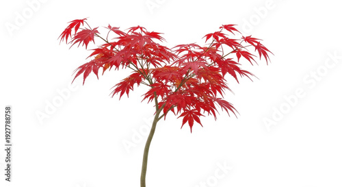 Tableau sur toile Isolated Japanese Maple tree with vibrant crimson foliage in autumn, deciduous s