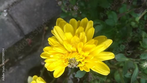 yellow flowers in the garden