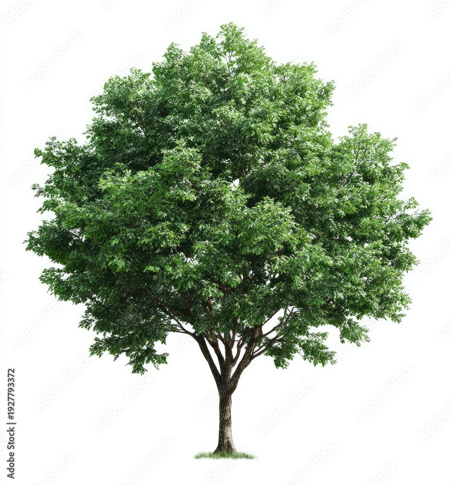 Fototapeta premium Lush green tree against a white background; trunk visible. Leafy crown. Nature scene