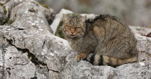 Adult male European Wildcat in the first light of a very cold winter day in its territory within a mountainous area with large rocky areas and in an Atlantic forest in northern Spain