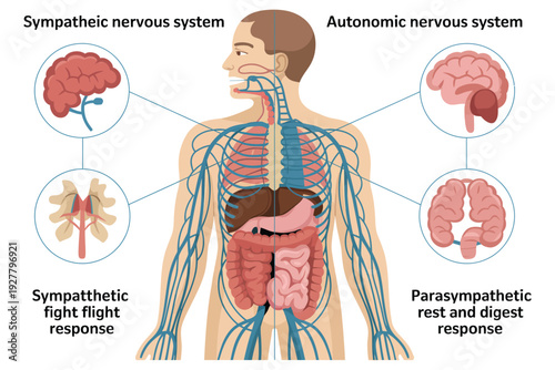 Nervous system human anatomy illustration with sympathetic and parasympathetic responses