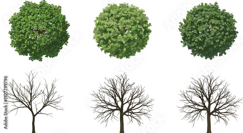 Set of Realistic Vector Trees with Green Leaves Top View and Bare Winter Branches Side View for Architectural Landscaping Site Plans and Seasonal Design