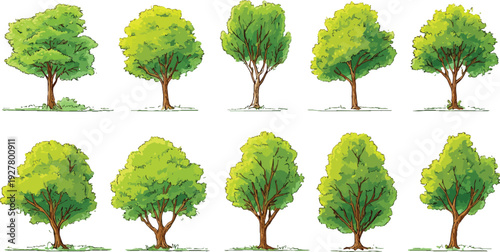 Ten green trees with brown trunks and leafy canopies on white background nature plant