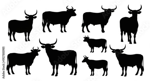 Cattle Silhouettes with Horns Standing.