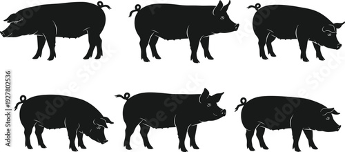 Set of black pig silhouettes in different poses isolated on white background farm animal vector illustration collection for design