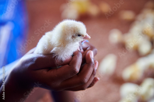 broiler chicks recently arrived at the breeding farm
