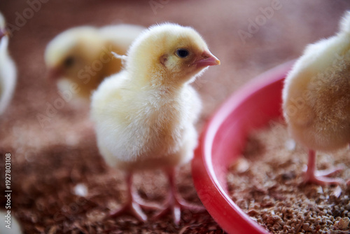 broiler chicks recently arrived at the breeding farm