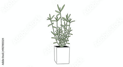 Decorative indoor rosemary plant with many slender green leaves is growing healthily inside modern minimalist white square ceramic pot.