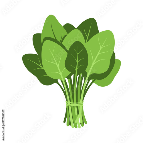 Fresh spinach bunch with vibrant green leaves tied together  