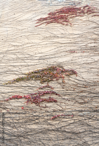The Chinese landscape painting emerging from vines on the wall  
The vines on the wall have naturally grown into a Chinese landscape painting.  
