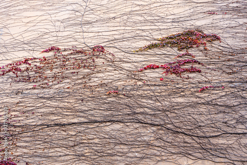 The Chinese landscape painting emerging from vines on the wall  
The vines on the wall have naturally grown into a Chinese landscape painting.  
