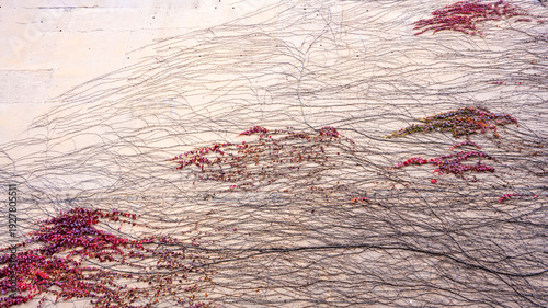 The Chinese landscape painting emerging from vines on the wall  
The vines on the wall have naturally grown into a Chinese landscape painting.  
