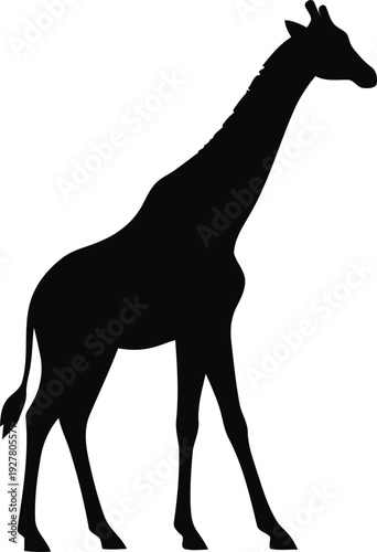 Black silhouette of a giraffe walking on a white background