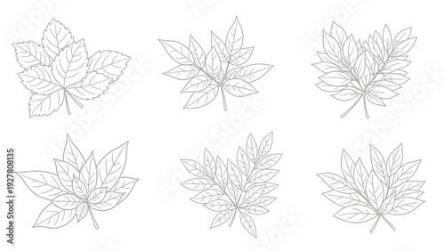 Collection of Six Line Art Maple Leaves Illustrations for Nature and Botanical Design