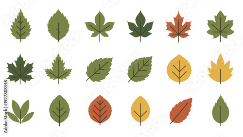 Collection of Various Autumn and Spring Leaves in Different Shapes and Colors for Nature and