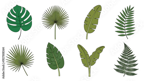 Collection of tropical and subtropical leaves including monstera fan palm banana and fern in flat